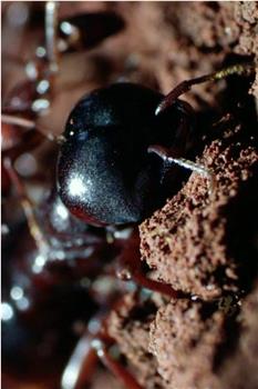 自然世界：蚂蚁攻击在线观看和下载