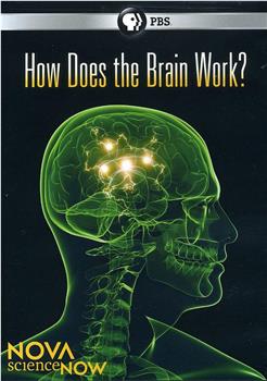 PBS新星今日科学系列 大脑的奥秘在线观看和下载