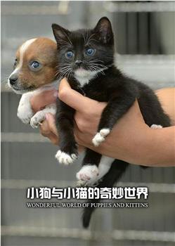 小狗与小猫的奇妙世界在线观看和下载